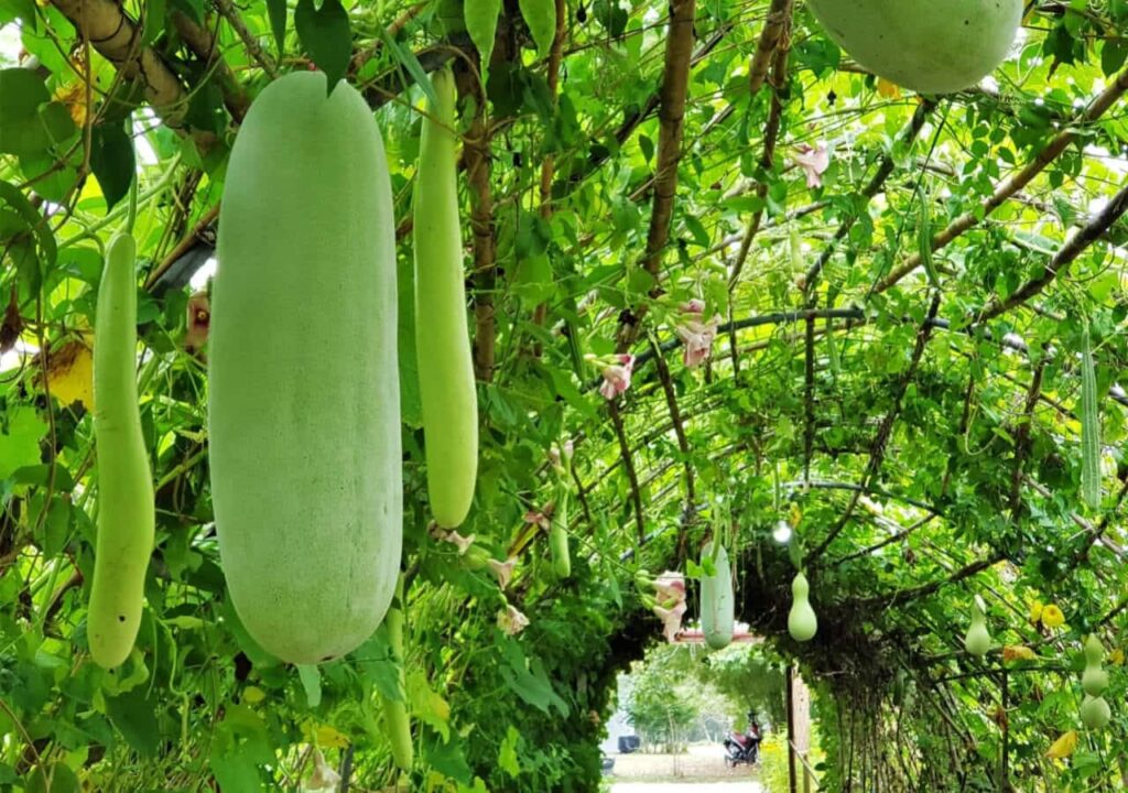 老年人夏天吃这些素菜,清凉又养生